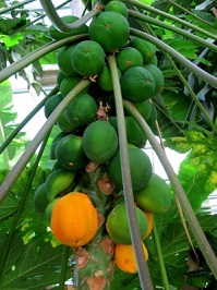 Papaya, Papain - die Frucht